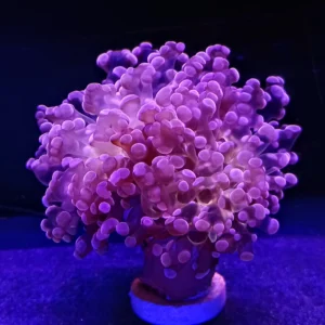 Pink Frogspawn (Fimbriaphyllia Paradivisa)