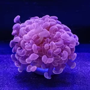 Pink Branching Hammer (Fimbriaphyllia Parancora)