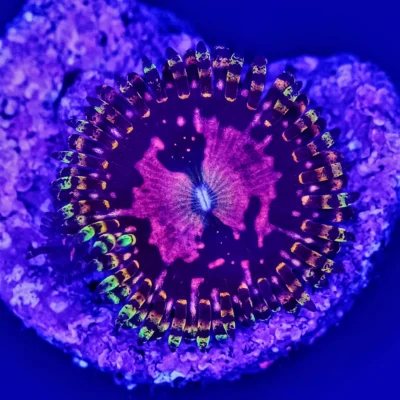 BigR Space Chaos