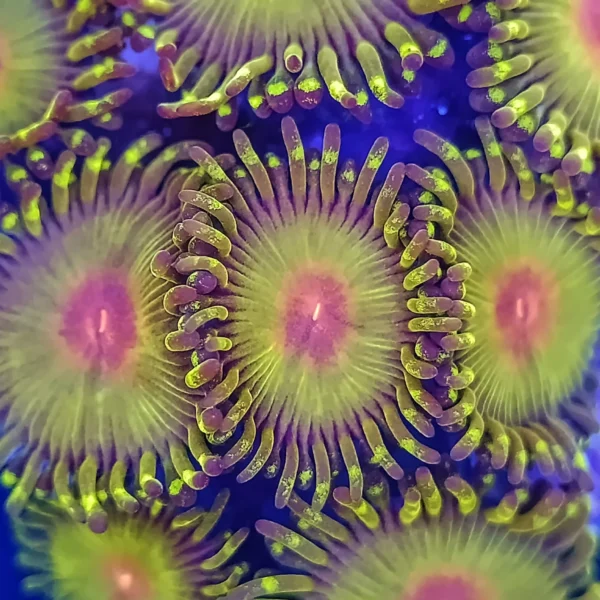 WWC Golden Gods