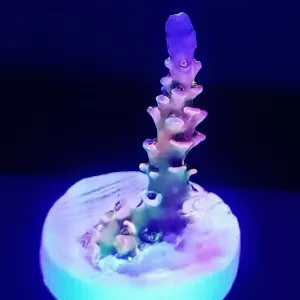 Matt V Psycho Asylum