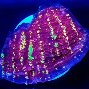 JF Gold Meister Chalice