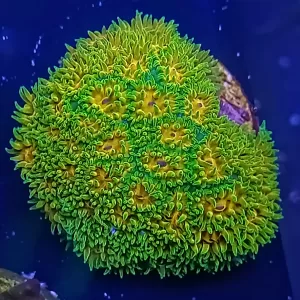 John Deere Leptastrea